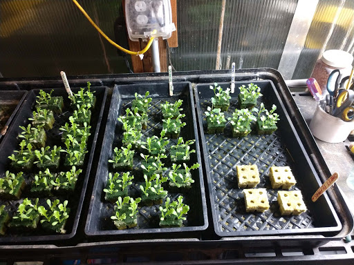 P & C Berries - Greenhouse & Flowers - Thumbnail