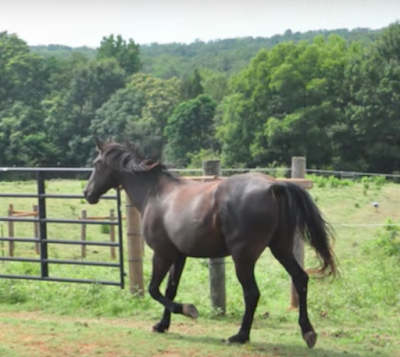 Dark Horse Horsemanship & Hearts in Harmony