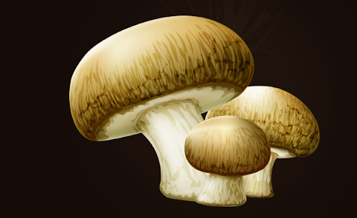 Natural Medicinal Mushrooms