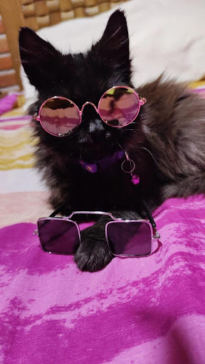 Petshop Esfinge - Thumbnail
