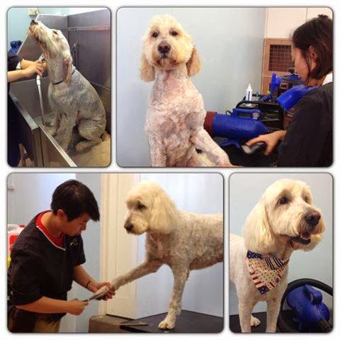 Dogs Empire Grooming Service - Thumbnail