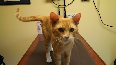 Photos of Nassau Veterinary Clinic