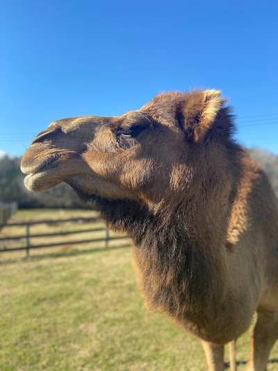 Iron P Homestead Zoo