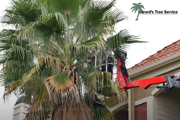 Bokeelia Palm Tree Removal