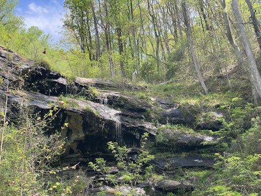 Norman Wilder Forest - Thumbnail