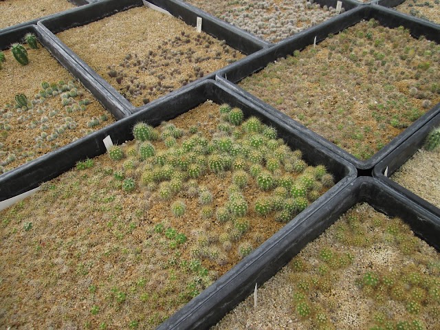 Kuentz Cactees Fleurs
