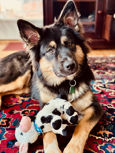 Precision Canine - Visual