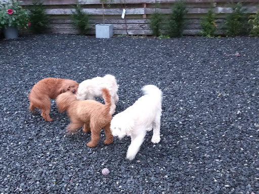Dirty Mutts Dog Walking and Daycare - Thumbnail