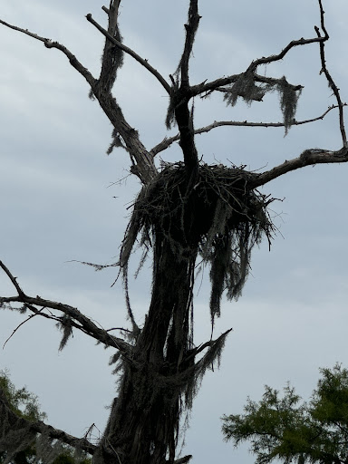 Caddo Lake Bayou Tours - Thumbnail