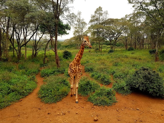 Giraffe Centre