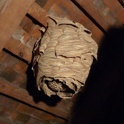 Photo n°11 de Stop Guêpes & Frelons à Lannemezan (Service d'extermination des nuisibles)