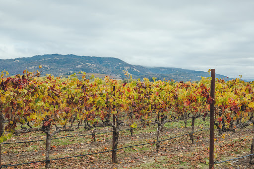 RIVINO Winery - Thumbnail