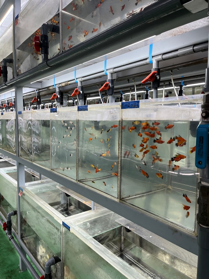 熱帯魚センターBB