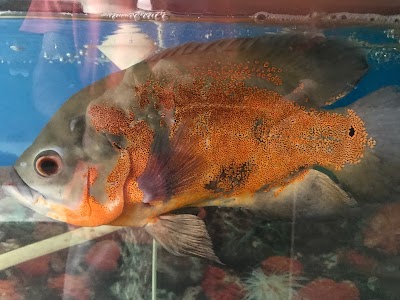 Photos of AQUA OGUZ