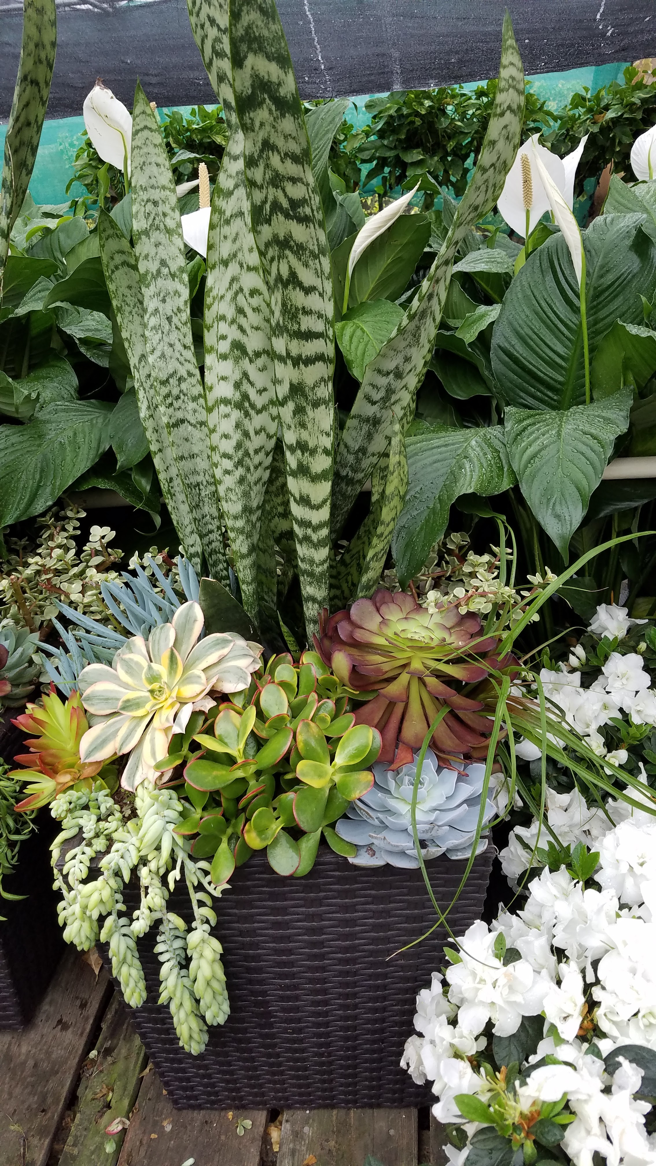 San Diego Interior Foliage