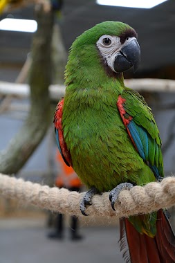 Papugarnia Kakadu, Author: Papugarnia Kakadu