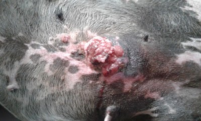 Photos of Veterinaria Pilar