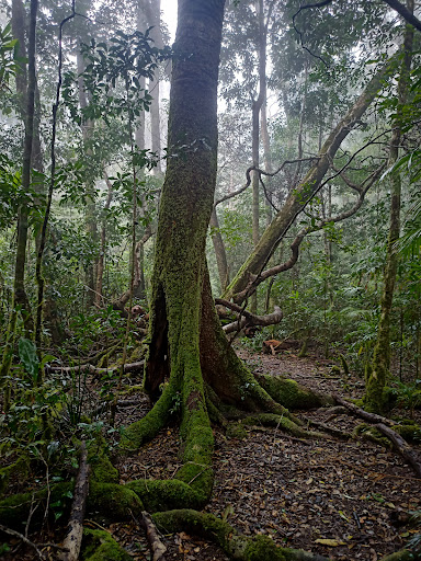 Mount Matheson loop