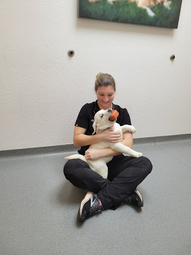 South County Animal Hospital - Thumbnail