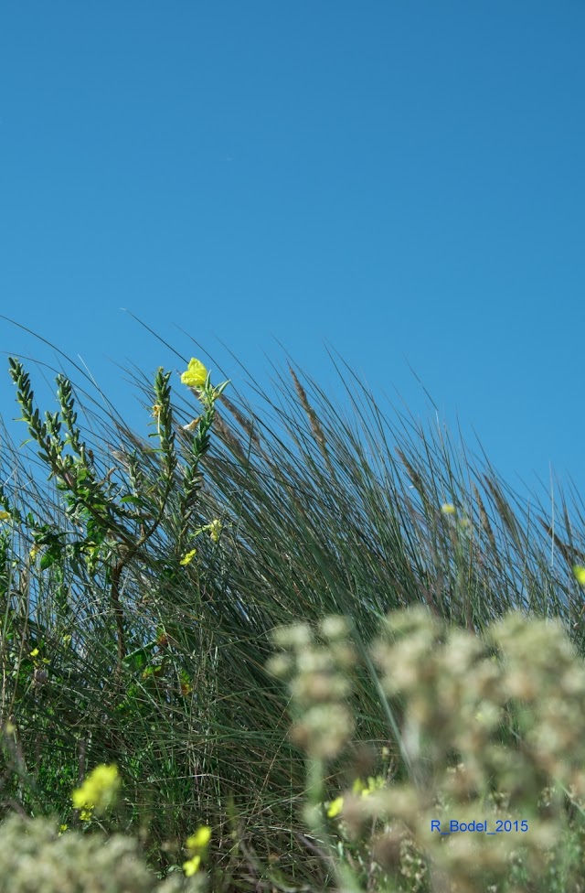 Ver-sur-Mer