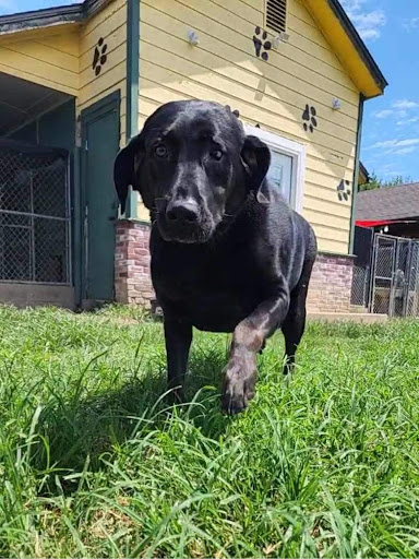 Broken Arrow Pet Resort & Spa - Thumbnail