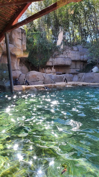 adventure safari monorail dallas zoo