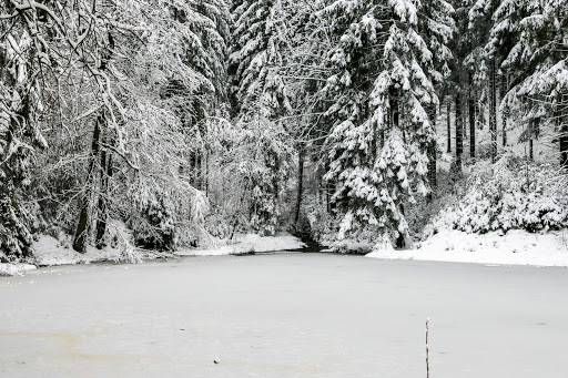 Waldteich - Visual