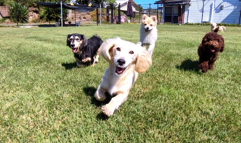 ブリーダー直販 nook犬舎