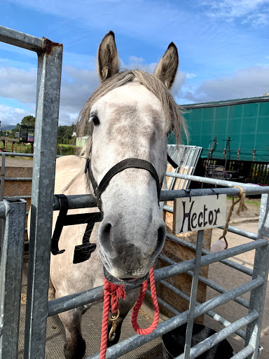 Highland Horse Fun - Thumbnail