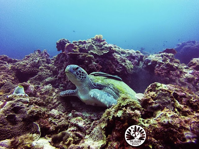 Palawan Divers - El Nido