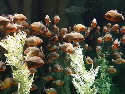 St. Louis Aquarium at Union Station