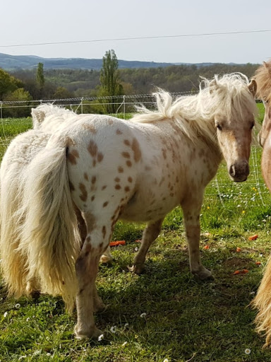 La Ferme des Touminis - Ferme pédagogique itinérante - Thumbnail