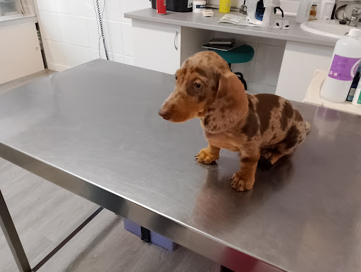 Clinica Veterinaria Tombola