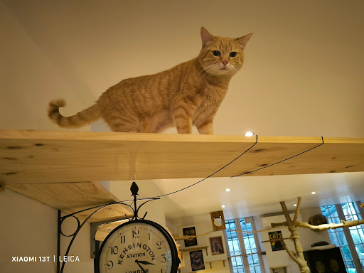 Le Comptoir Des Chats (enfants à partir de 10 ans) - Thumbnail