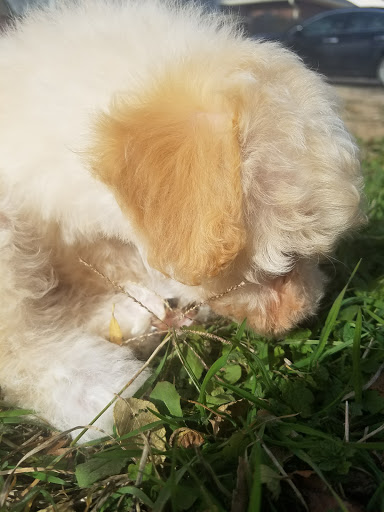 Poodle Palace - Thumbnail