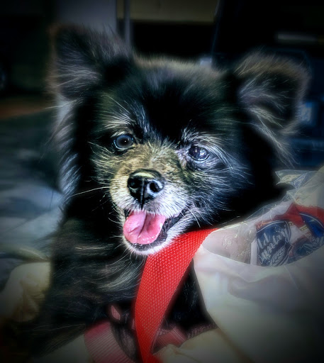 Pet Vet Animal Hospital - Thumbnail