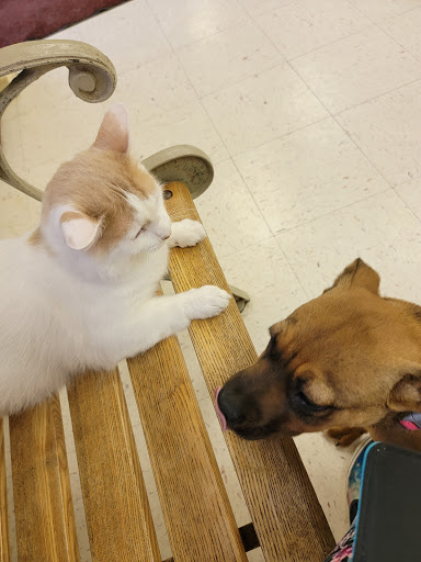 Mt Pleasant Animal Clinic - Thumbnail