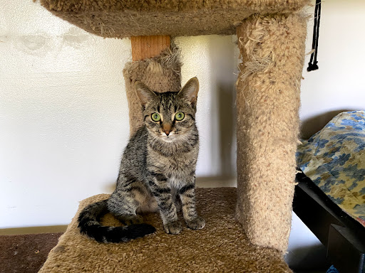 Loyalist Humane Society - Thumbnail