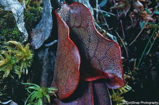 Pine Creek Peatland Scientific and Natural Area (SNA) - Thumbnail