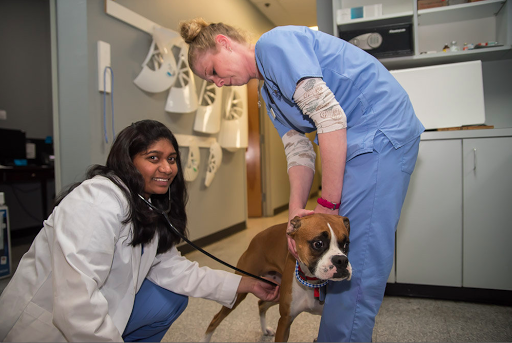 Penny Paws Animal Hospital - Fort Worth