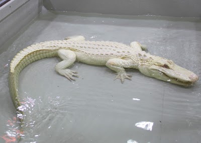 Photos of Protivin Crocodile Zoo