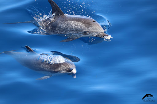 OceanExplorer Responsible & Educational Whale Watching - Thumbnail