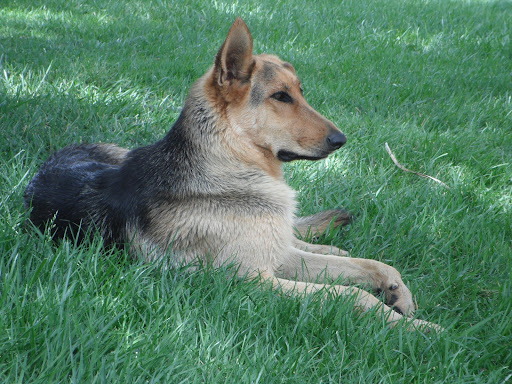 Peace for Paws: Private In-Home Pet Euthanasia - Thumbnail