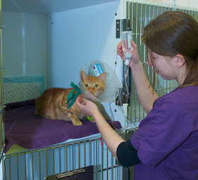 Photo n°1 de Clinique Vétérinaire Des Chênes à Sainte-Marie-aux-Chênes (Pharmacie vétérinaire)