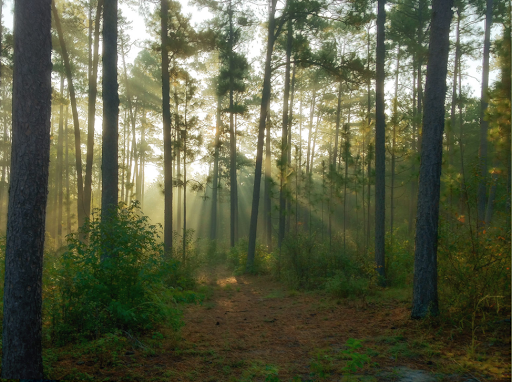 Hitchcock Woods Foundation - Thumbnail