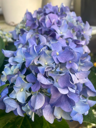 Opinii despre Andi Virág în Budapest - Virágárus