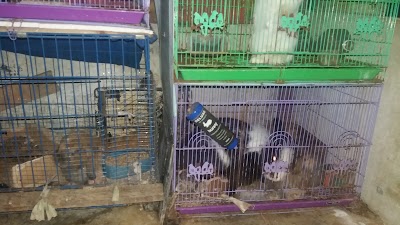Photos of Kelinci Holland Lop Bandung