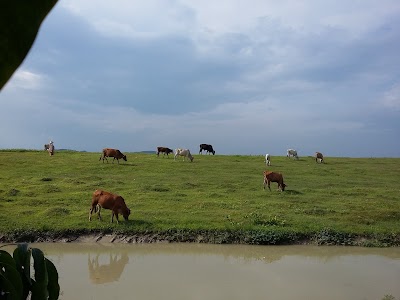 Photos of Toko Bibit Buah Bangkit Tani (Purwodadi)