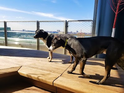 Throw Me A Bone Inc. | Professional NYC Dog Walking Services