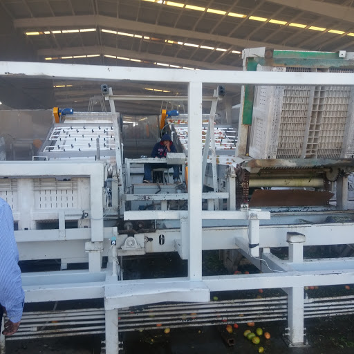 Agricola El Porvenir, Culiacan - Pimientos